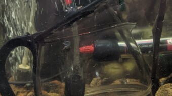 The latest in Guppy Amusement...