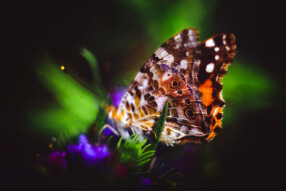 The Butterfly