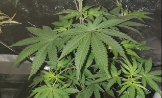 Seven-star ak - Budder - Review - WeedCash - Cannabis -