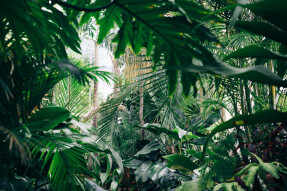 The Sound of Plants Screaming: Some level of awareness in plants seems to exist. But we might be too kingdomist to realize it.
