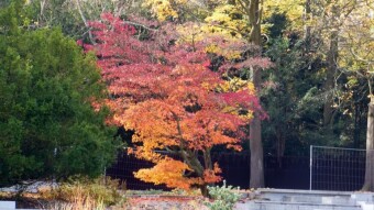 Today, instead of the sun, yellow, orange and red leaves on the trees shone - My Actifit Report Card: October 31 2023