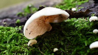 A delicate and beautiful tree mushroom - the Variable oysterling