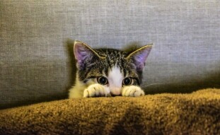 My wife is a cat