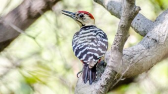 Fulvous breasted woodpecker