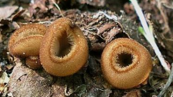 Mushrooms occurring in Europe - Humaria hemisphaerica