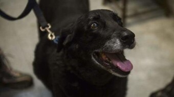 Miracles exist - THE LITTLE DOG WHO RETURNED HOME 10 YEARS AFTER DISAPPEARING
