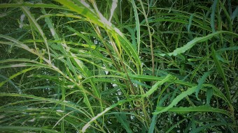 What Lies Within (Flash Fiction Drama)