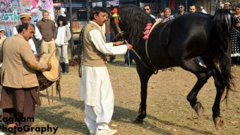 Dancing Horse