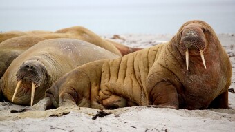 The Donkey and The Walrus