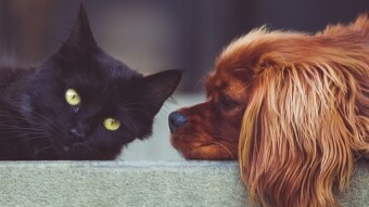 Separation Anxiety In Pets - Did You Know This?