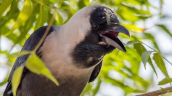 House Crow - Birding / Wildlife