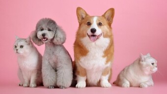 Like dog shows