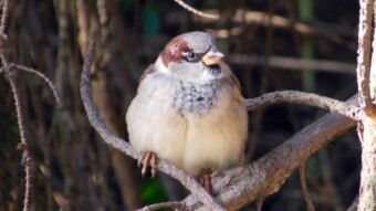 The sparrow won't deny it. A beautiful autumn day, Although the kilometers don't add up, the rest of me the most - My Actifit Report Card: October 19 2024