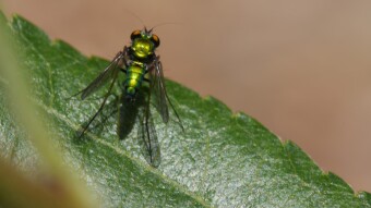 Metallic green fly hanging out on leaf