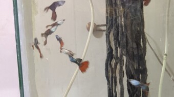 "Mutt" Guppies love the Tall Tank...