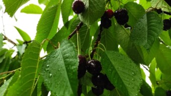 Moretta: this is "The Cherry"