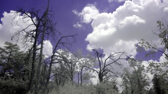 Dead trees on the ridge - Ultraviolet and Infrared Photography