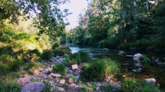 Trip to Portugal - Couce #6