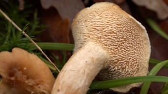 Wood hedgehog (Hydnum repandum) - Almost like a chanterelle