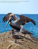 Brown Pelican - Heermann's Gulls