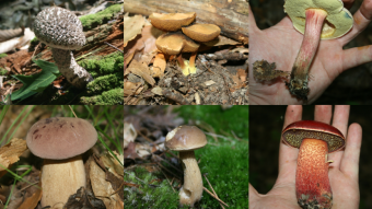 2023 Mushroom Memories: Bountiful Boletes