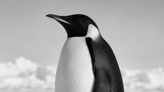 Penguins