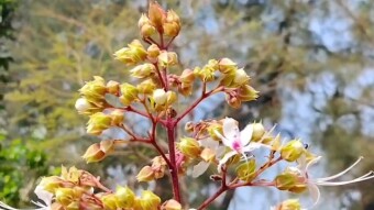 Wild Flower Photography and videography.