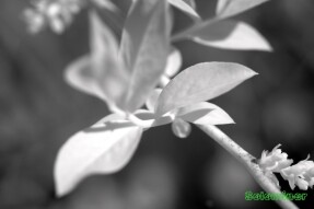 Infrared Photography - Blueberry leaf comparison