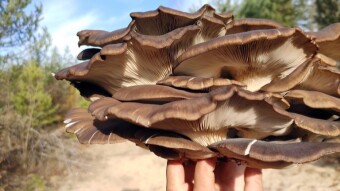 Oyster mushroom - edible mushroom with healing properties
