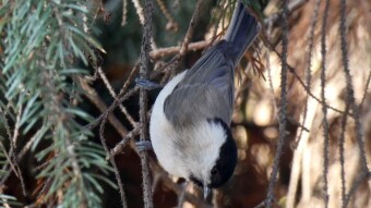 The marsh tit (Poecile palustris) came to the feeding site