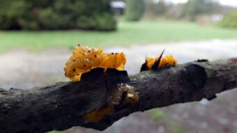 Spring encounters with strange species of mushrooms
