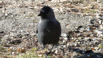 Fighting, alert, always ready - jackdaws