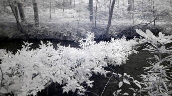 Live tree laying across creek - Infrared Photography