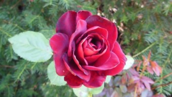 A walk through the beautiful Rosarium, which blooms for the second time in September