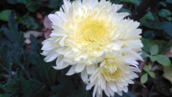 Chrysanthemums