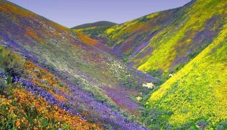 The Lily of the Valley
