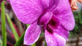 The Beauty of Orchids