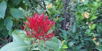 Colour Challenge with colour Combination  Hello friends today i just share some RONGGON FLOWERS photo.