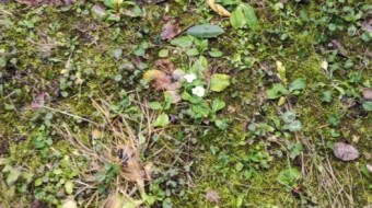 Travelling in time and space in two pieces of garden (chapter one)