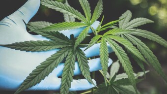 You Can't Spell Healthcare without THC: "You can’t complain when you’ve got Mary Jane.” — Unknown