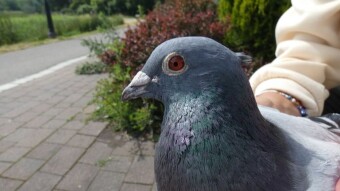 Unusual favor - we release the pigeon