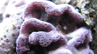Mushrooms occurring in Europe - Chondrostereum purpureum