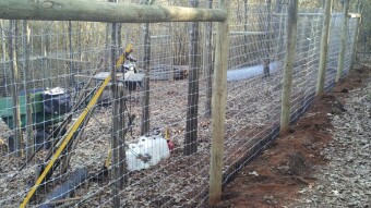 Apocalyptic Homesteading (Day 42)