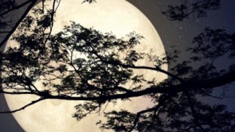 Moonlight