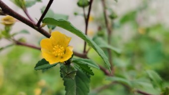 Wild flower photography.