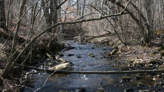 Weekend Nature Walk: Images of Fungi and Snake