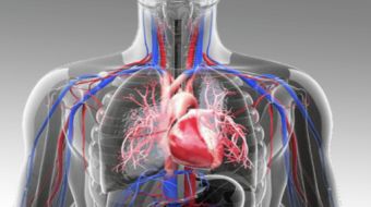 CBD And Cardiovascular Health | Boost Your Immune System