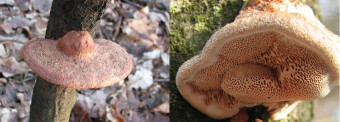 Mushrooms occurring in Europe - Hapalopilus nidulans