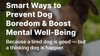 Smart Ways to Prevent Dog Boredom & Boost Mental Well-Being