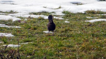 After a very quick thaw, female blackbirds came out to feed - My Actifit Report Card: December 23 2022
